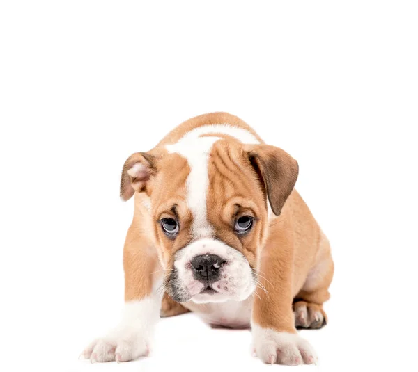 Pequeno cachorrinho de bulldog inglês — Fotografia de Stock