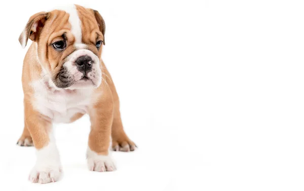 Cachorrinho inglês Bulldog — Fotografia de Stock