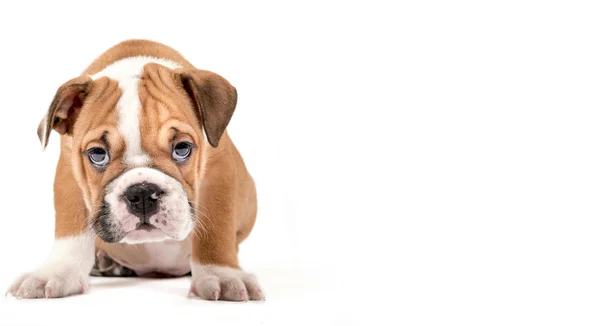 Retrato de cachorrinho Bulldog Inglês — Fotografia de Stock