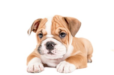 Cute puppy of English Bulldog clipart