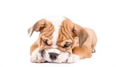 İngilizce bulldog, uykulu köpek yavrusu