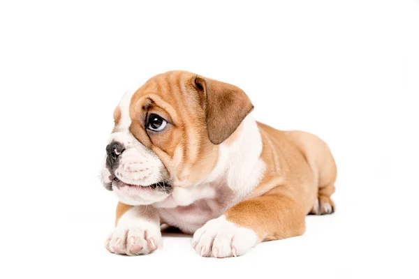 Schattige puppy van Engels Bulldog — Stockfoto