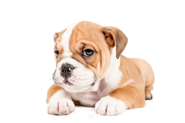 Schattige puppy van Engels Bulldog — Stockfoto