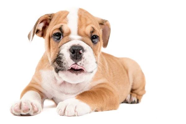 Schattige puppy van Engels Bulldog — Stockfoto