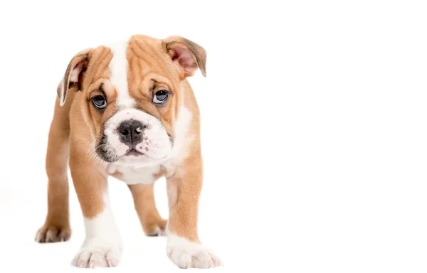 Pequeno cachorrinho de bulldog inglês — Fotografia de Stock