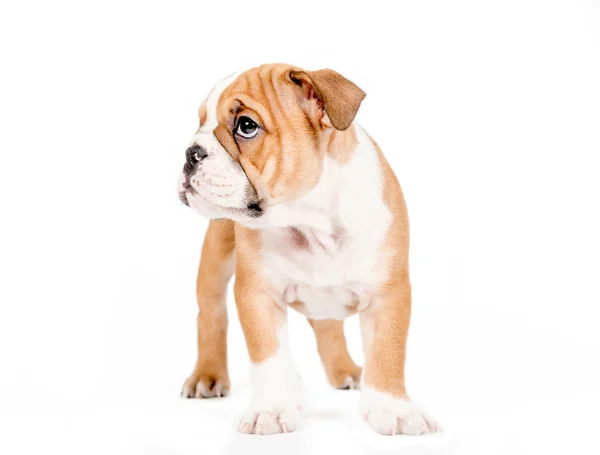 Kleine Engels bulldog pup — Stockfoto