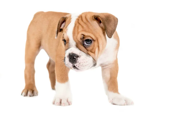 Kleine Engels bulldog pup — Stockfoto