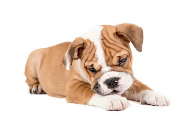 Cãozinho bonito de Bulldog Inglês — Fotografia de Stock