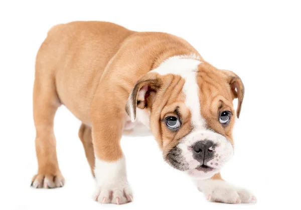 Engels bulldog pup — Stockfoto