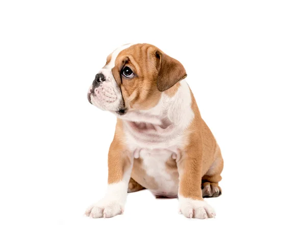 Engels bulldog pup — Stockfoto