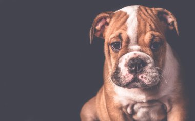 İngiliz Bulldog köpeğinin portresi