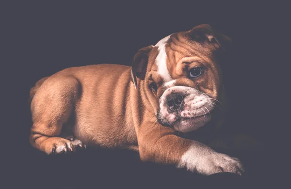 Englische Bulldogge Welpen Porträt — Stockfoto