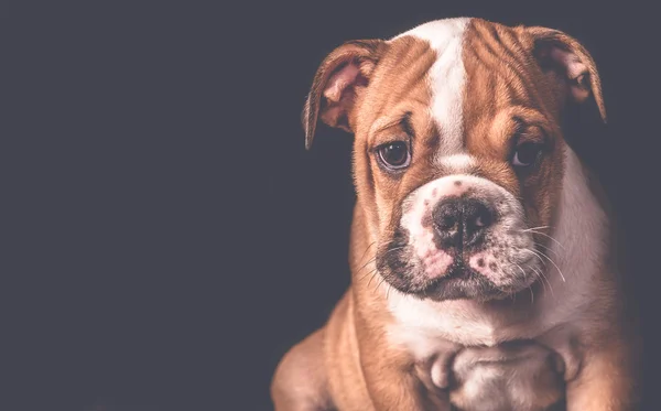 Portré angol bulldog kiskutya — Stock Fotó