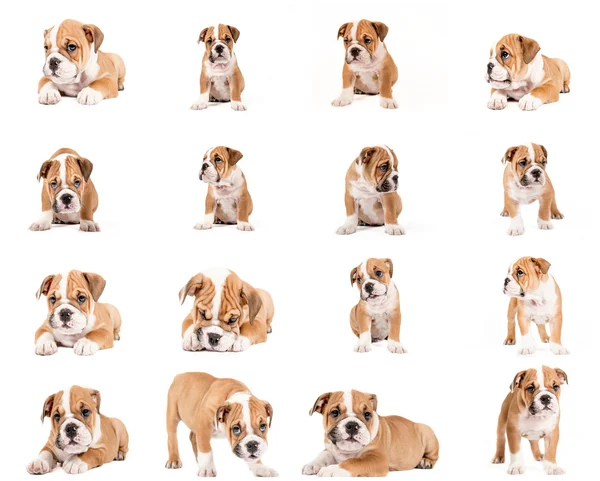 Engels bulldog pup collage — Stockfoto