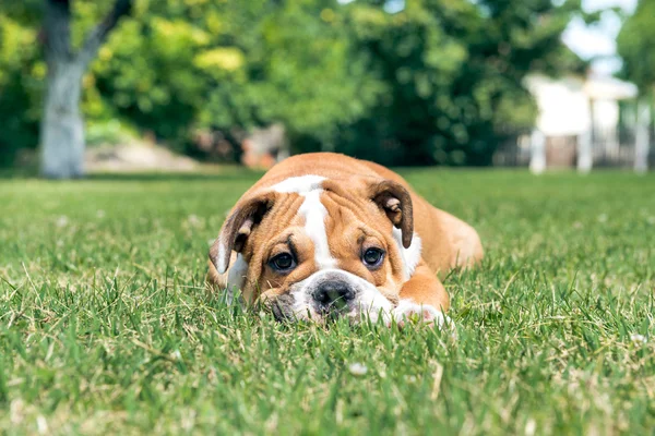Bulldog inglés cachorro —  Fotos de Stock