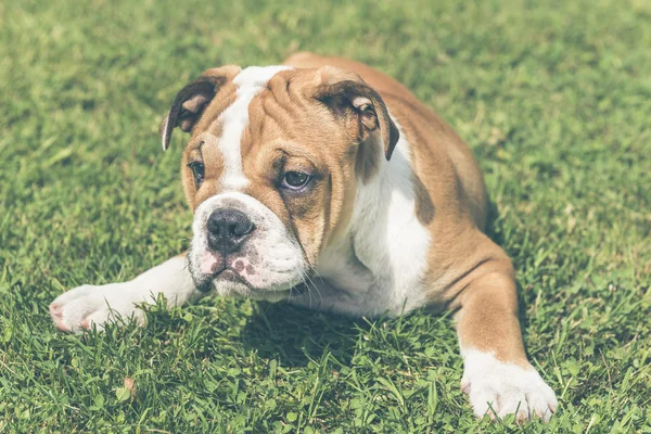 Kleine pup voor de Engelse bulldog — Stockfoto