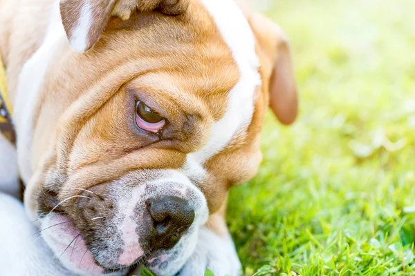 Pequeño perro gruñón —  Fotos de Stock