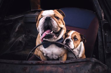 Bulldogs arabada