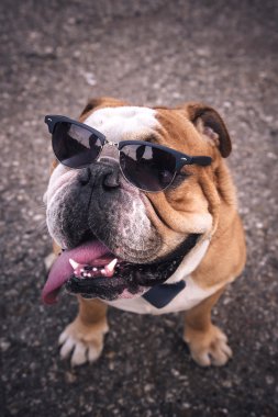 İngilizce Bulldog portresi