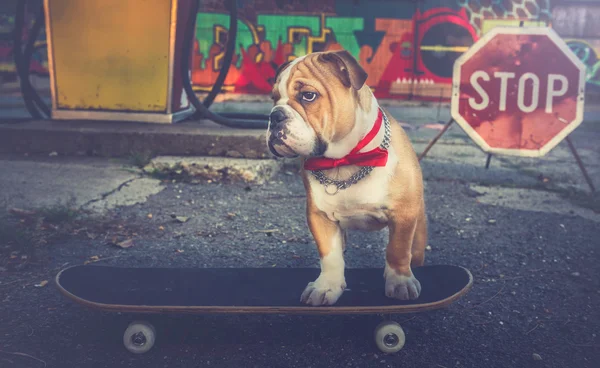 Bulldoggen-Welpe auf Skateboard — Stockfoto