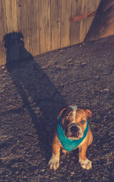 Hund mit seinem Schatten — Stockfoto