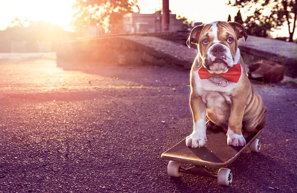 Kleine Bulldogge auf Skateboard — Stockfoto