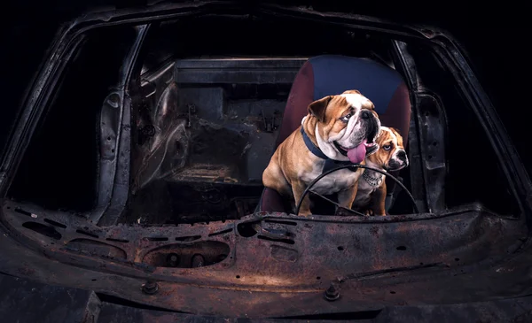 Funny bulldogs in the car — Stock Photo, Image