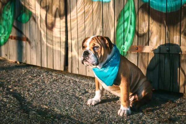 Sevimli İngilizce bulldogs köpek yavrusu — Stok fotoğraf