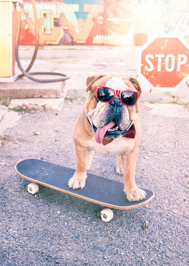 Why Do English Bulldogs Like To Skateboard