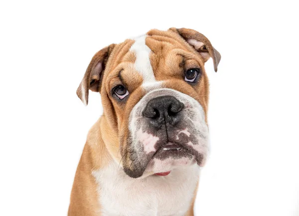 Chagrijnig Engels bulldog — Stockfoto