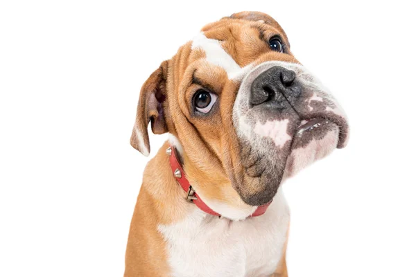 Lindo inglés bulldog cachorro — Foto de Stock