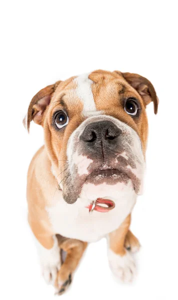 Cute English bulldog puppy — Stock Photo, Image