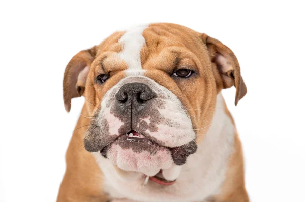 Chagrijnig Engels bulldog — Stockfoto