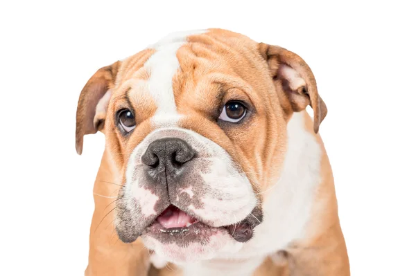 Inglés Bulldog portrait — Foto de Stock