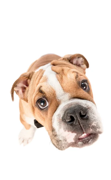 Portrait of English bulldog pup — Stock Photo, Image