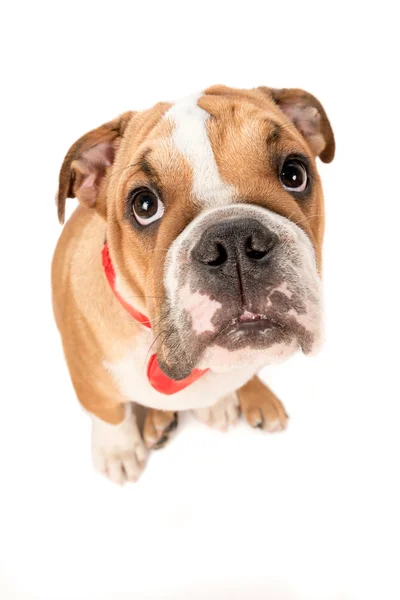 English bulldog pup isolated — Stock Photo, Image