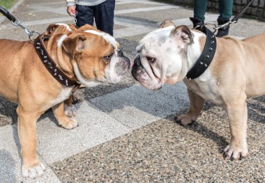 Yetişkin İngilizce bulldogs