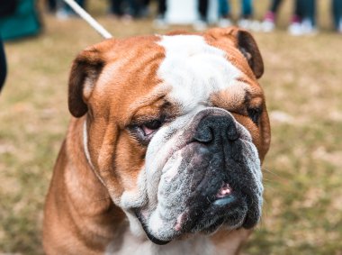 İngilizce bulldog portre