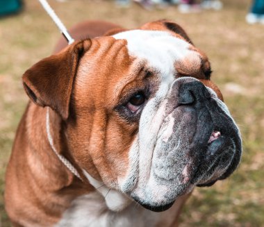 İngilizce bulldog portre