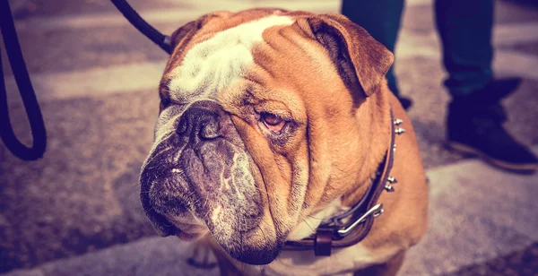 Retrato de bulldog inglês irritado — Fotografia de Stock