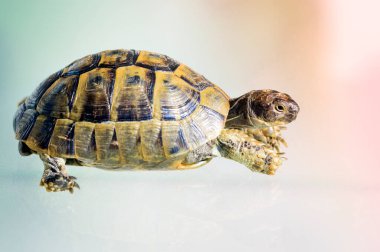 Kaplumbağayı cama yansıyarak kapat, seçici odaklanma