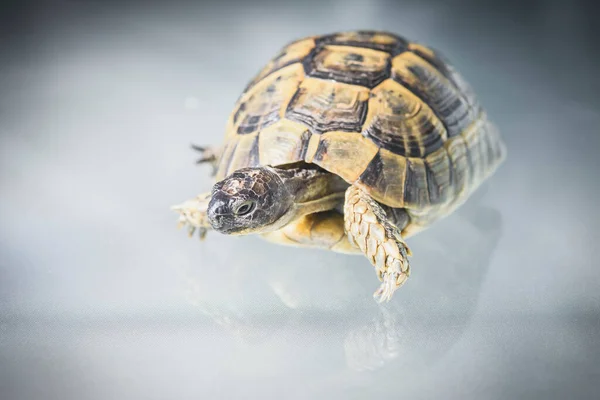 Close Turtle Reflection Glass Selective Focus — Stock Photo, Image