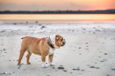Güzel bir İngiliz Bulldog tablosu, seçici bir odak noktası.