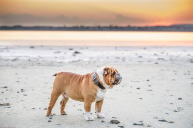 Güzel bir İngiliz Bulldog tablosu, seçici bir odak noktası.