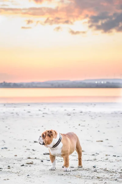 Retrato Bulldog Inglés Hermoso Aire Libre Enfoque Selectivo —  Fotos de Stock