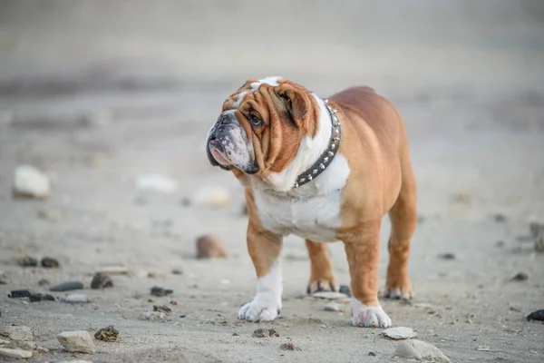 Portrait Beautiful English Bulldog Outdoor Selective Focus — Stock Photo, Image