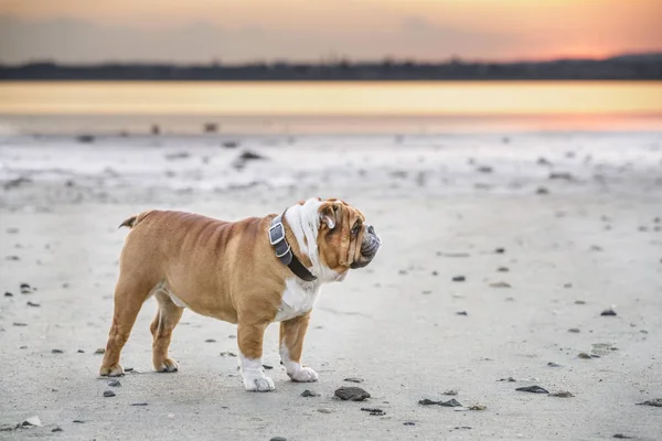 Πορτρέτο Της Όμορφης Αγγλικής Bulldog Εξωτερική Επιλεκτική Εστίαση Royalty Free Φωτογραφίες Αρχείου