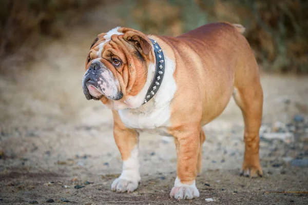 Portret Pięknej Angielskiej Buldogi Outdoor Ostrość Selektywna Obrazek Stockowy