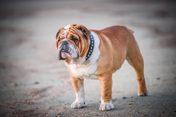Πορτρέτο Της Όμορφης Αγγλικής Bulldog Εξωτερική Επιλεκτική Εστίαση Φωτογραφία Αρχείου