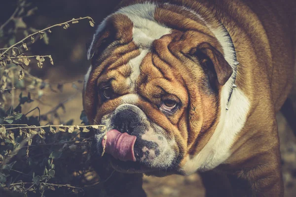 Portret Van Mooie Engelse Bulldog Outdoor Selectieve Focus — Stockfoto